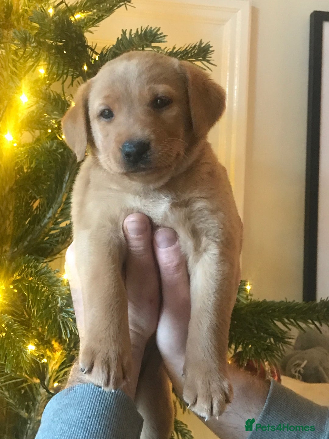 Labrador Retriever dogs for sale: Gorg KC reg labradors with amazing lineage - Advert 33