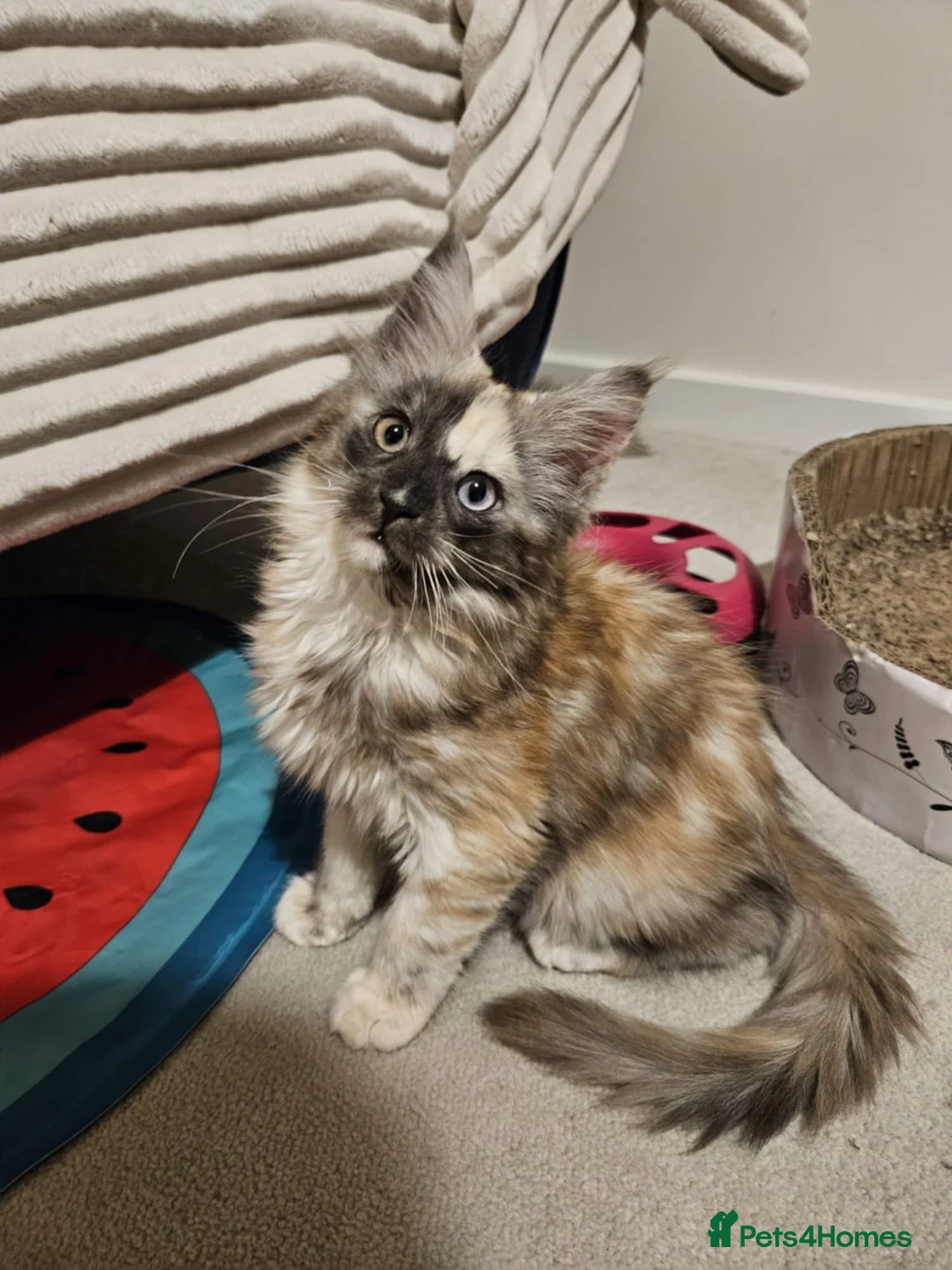 Maine Coon cats for sale: Maine coon girl 💛💙 - Advert 7