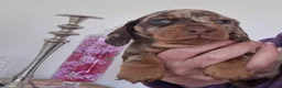 Miniature Dachshund dogs for sale: Miniature Dachshunds puppies for sale in Derby - Advert 3