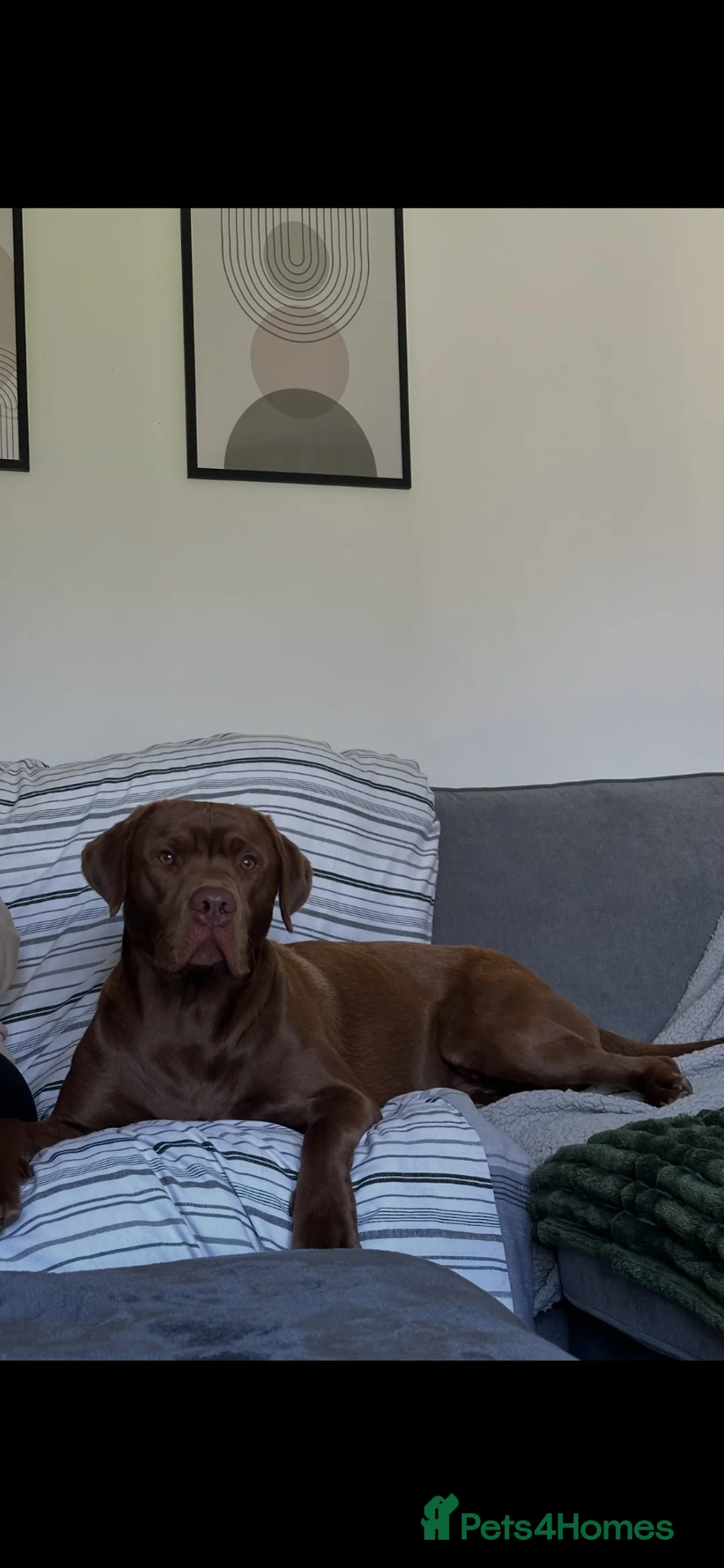 Labrador Retriever dogs for stud: Male Labrador For Stud - Advert 7