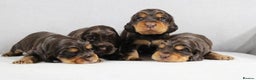 Cocker Spaniel dogs for stud: TRUE TO TYPE- Chocolate & Tan Show Cocker Spaniel in Holywell - Advert 19