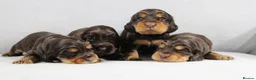 Cocker Spaniel dogs for stud: TRUE TO TYPE- Chocolate & Tan Show Cocker Spaniel in Holywell - Advert 19