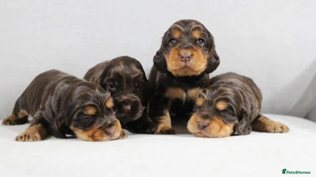 Cocker Spaniel dogs for stud: TRUE TO TYPE- Chocolate & Tan Show Cocker Spaniel in Holywell - Advert 19