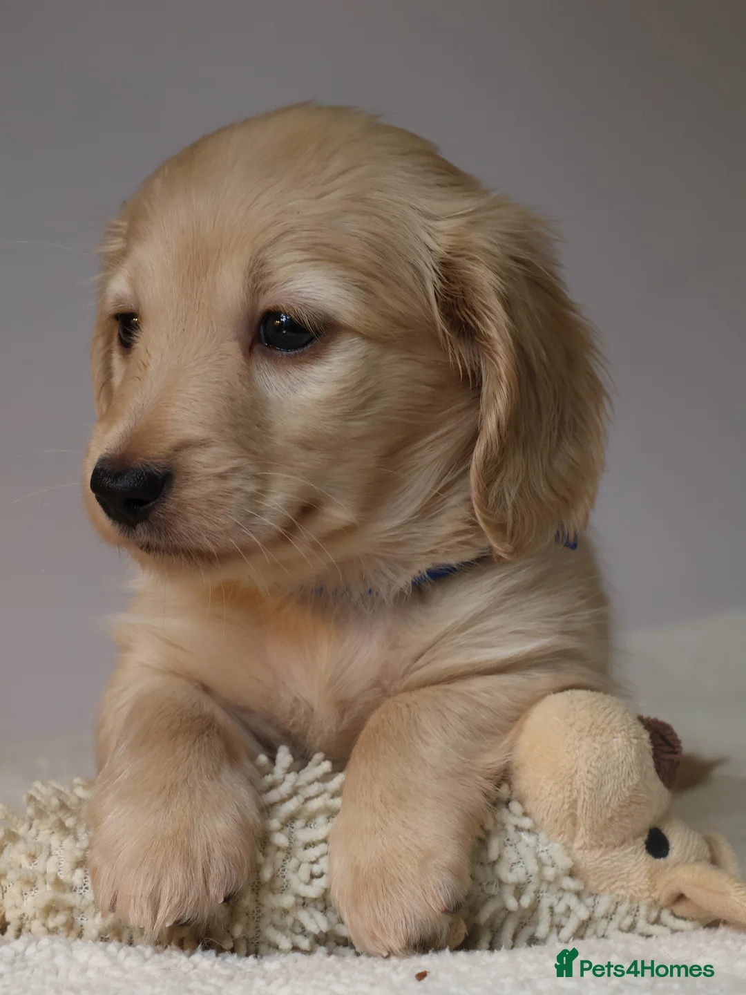 Miniature Dachshund dogs for sale: 5*Licensed+CREAMLONGHAIR+KCreg+PRACLEAR+Vetchecked - Advert 34