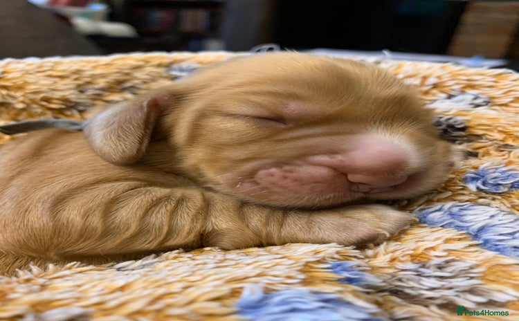 Cocker Spaniel dogs - Advert 4