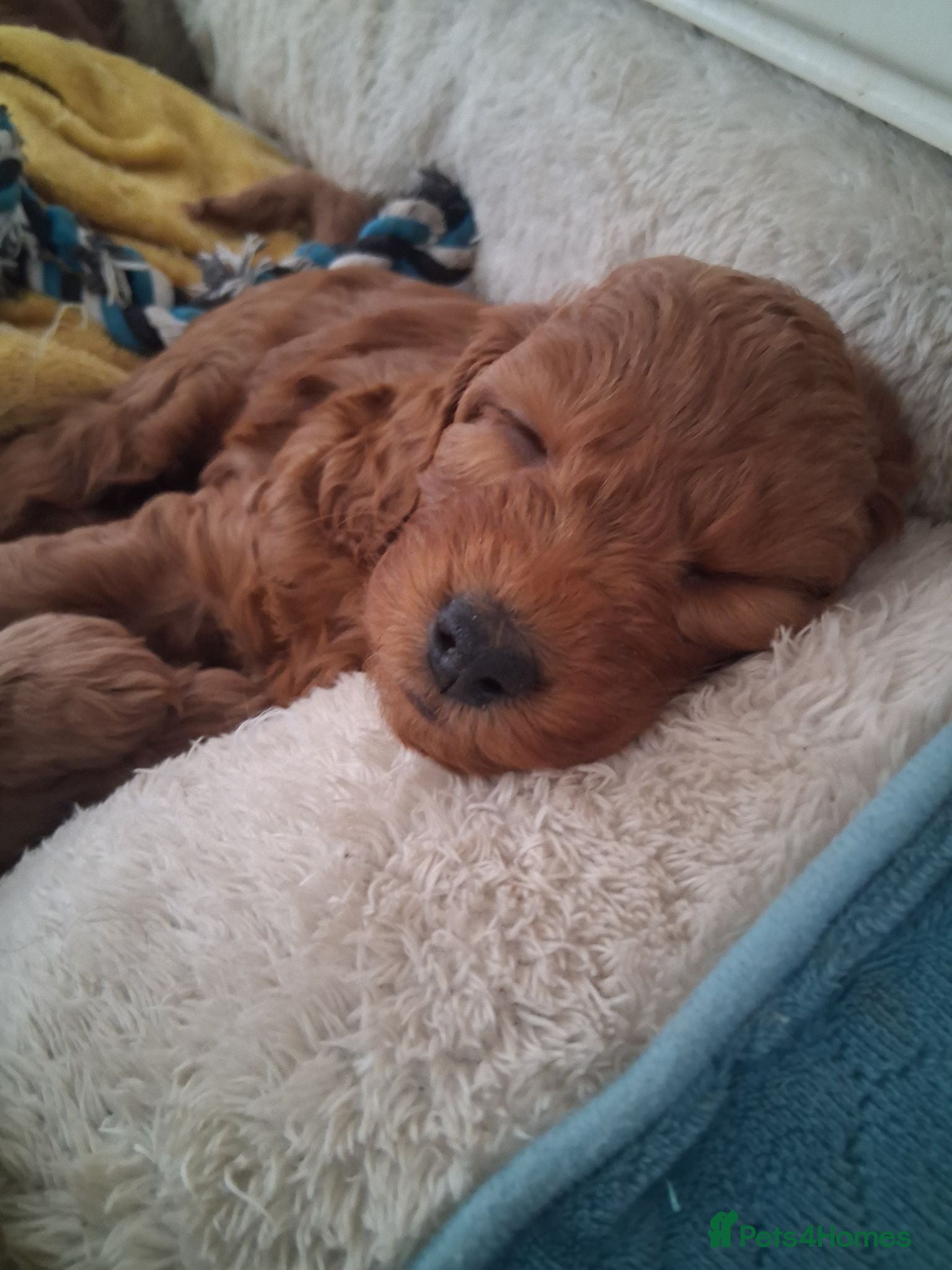 Cockapoo dogs Lady cockerpoos  - Advert 2