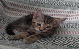 Mixed Breed cats for sale: 2 male kittens - Image 2