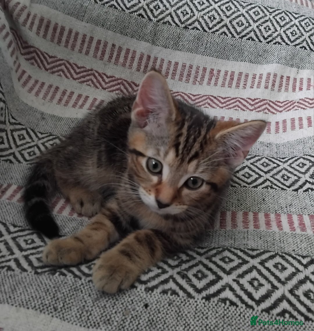 Mixed Breed cats for sale: 2 male kittens - Image 2