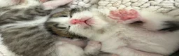 Mixed Breed cats for sale: Beautiful Bengal Cross Maine Coon Babies  in Andover - Advert 24