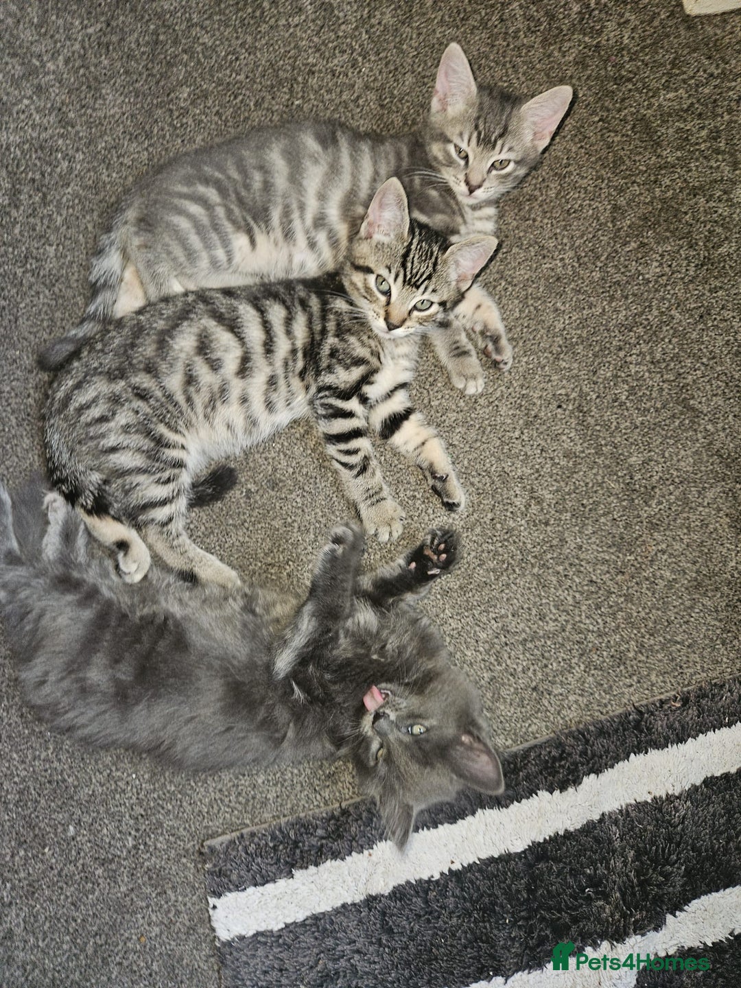 Domestic Shorthair cats for sale: Kittensss - Image 6