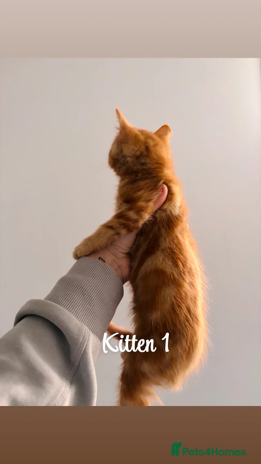 Domestic Shorthair cats for sale: Ginger kittens - Advert 2