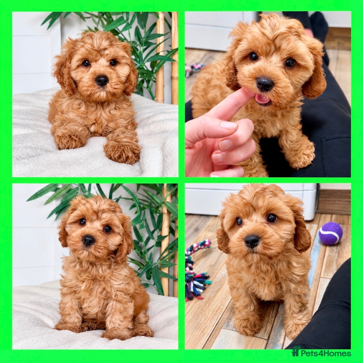 Cavapoo dogs Fluffy cuddly cavapoo boy from DNA tested parents - Advert 1