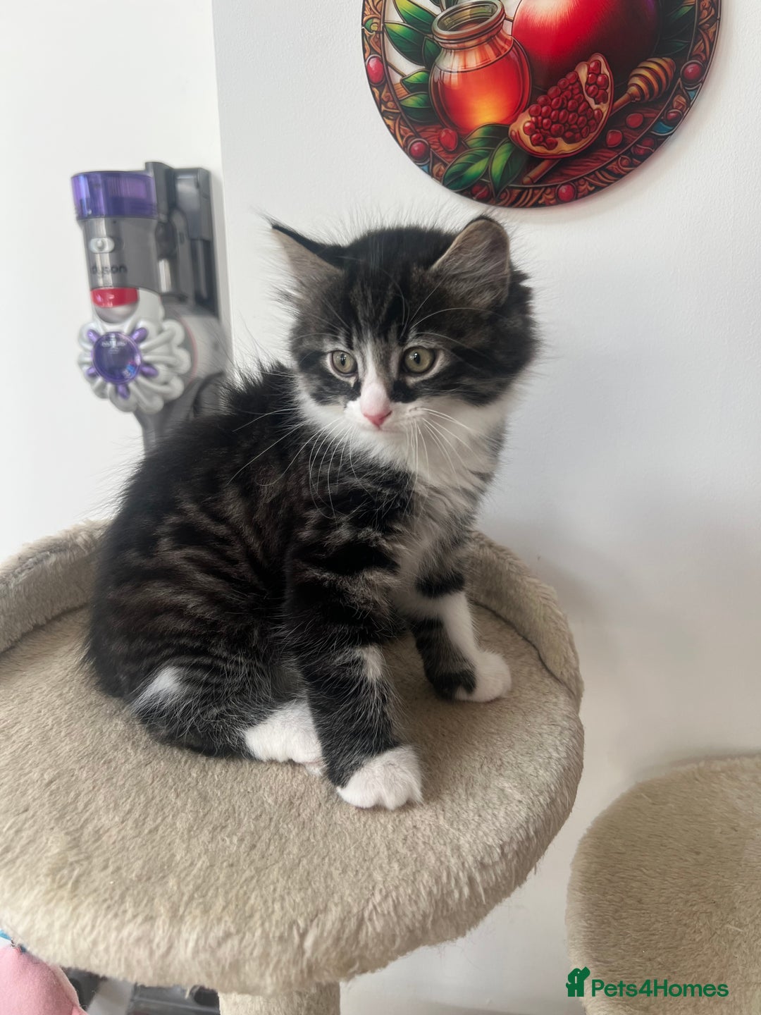 Mixed Breed cats for sale: Beautiful kittens looking for their forever homes - Image 1
