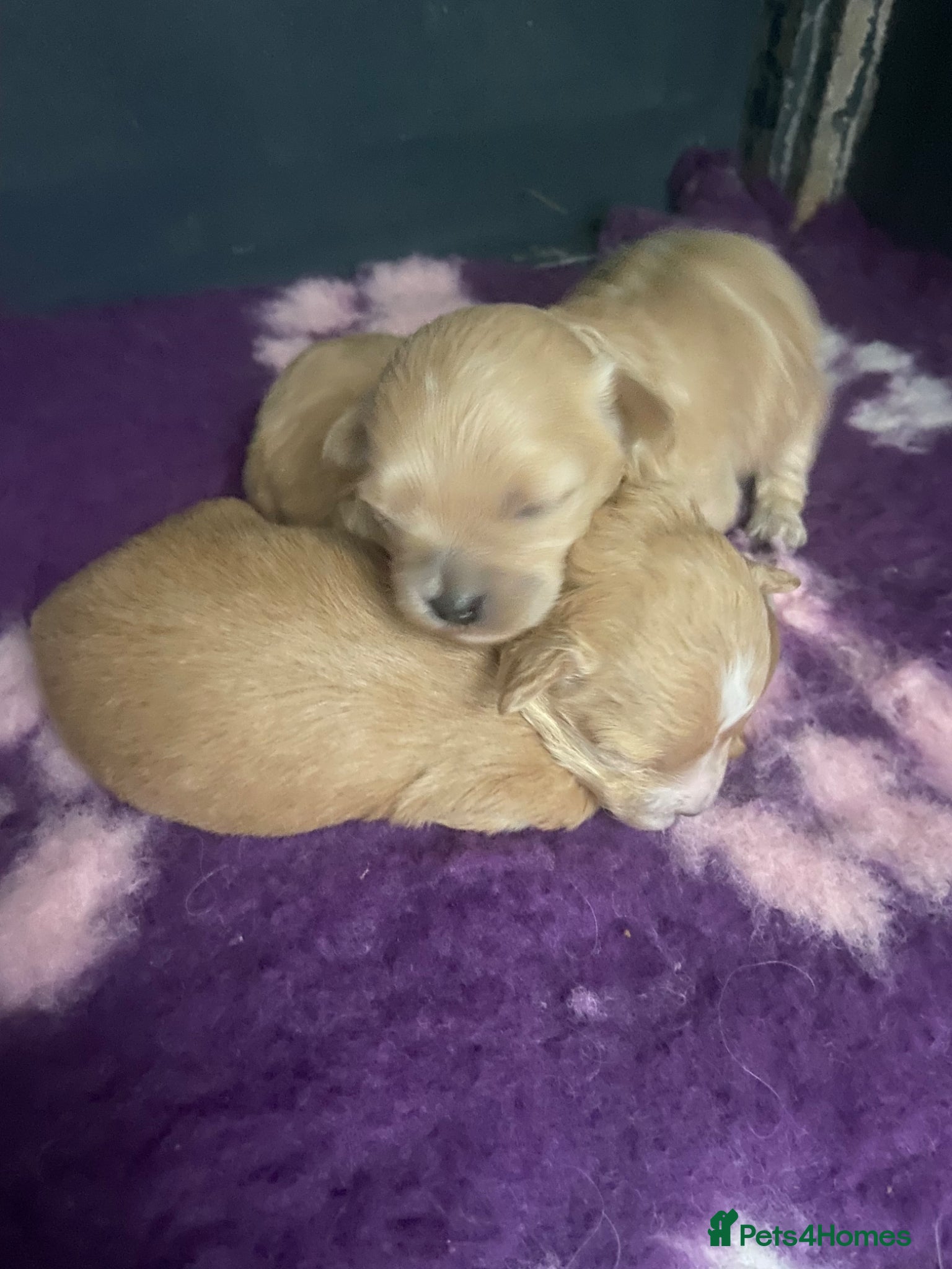 Maltipoo dogs f1 TOY maltipoos,parents dna health clear🏆blood - Advert 9