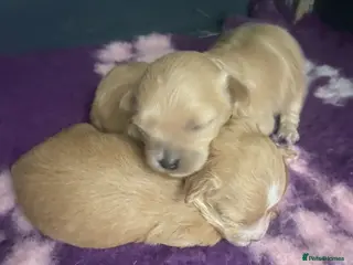 Maltipoo dogs f1 TOY maltipoos,parents dna health clear🏆blood - Advert 9