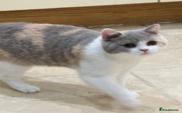 British Shorthair cats for sale: READY NOW - Lilac, BiColours & Colourpoint  - Image 16
