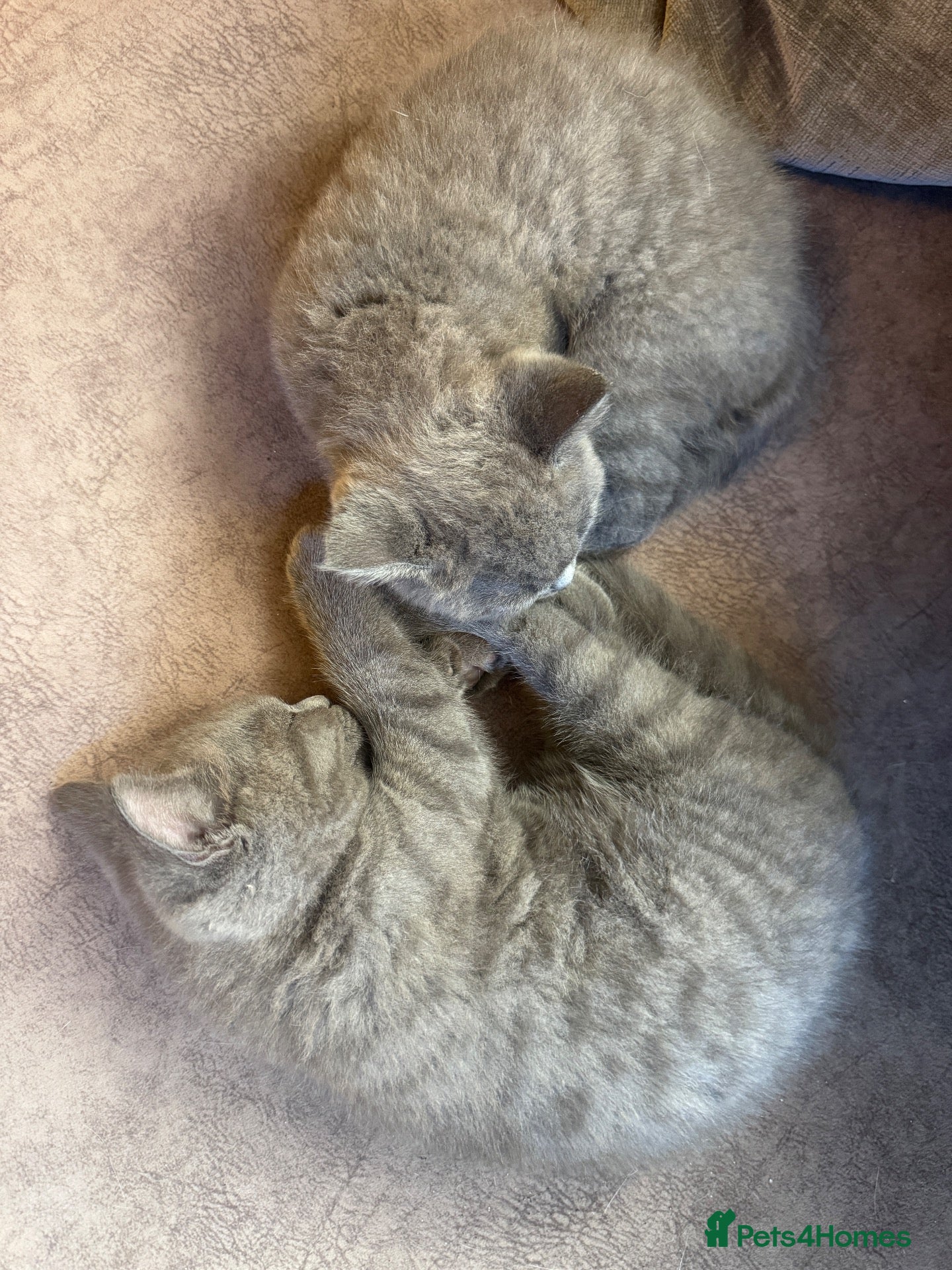 British Shorthair cats British Shorthair Pedigree Kittens, READY NOW  - Advert 2