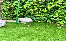 Beveren rabbits for sale: Two lovely rabbits looking for a new home  - Image 7