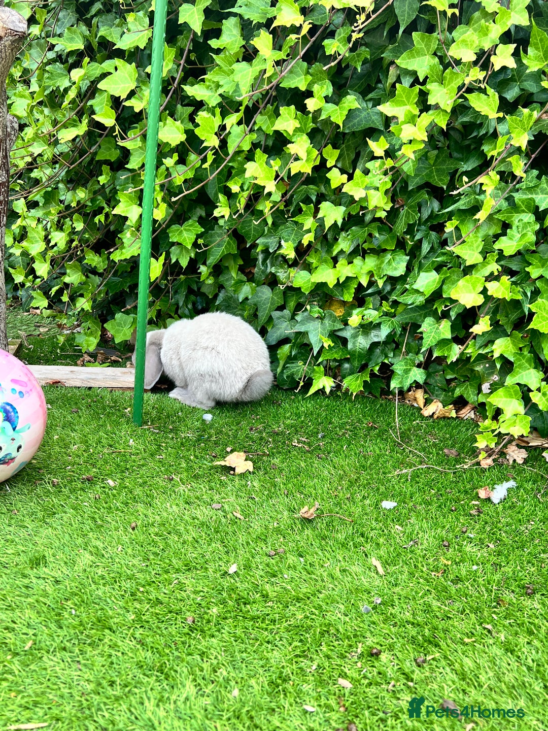 Beveren rabbits for sale: Two lovely rabbits looking for a new home  - Image 7