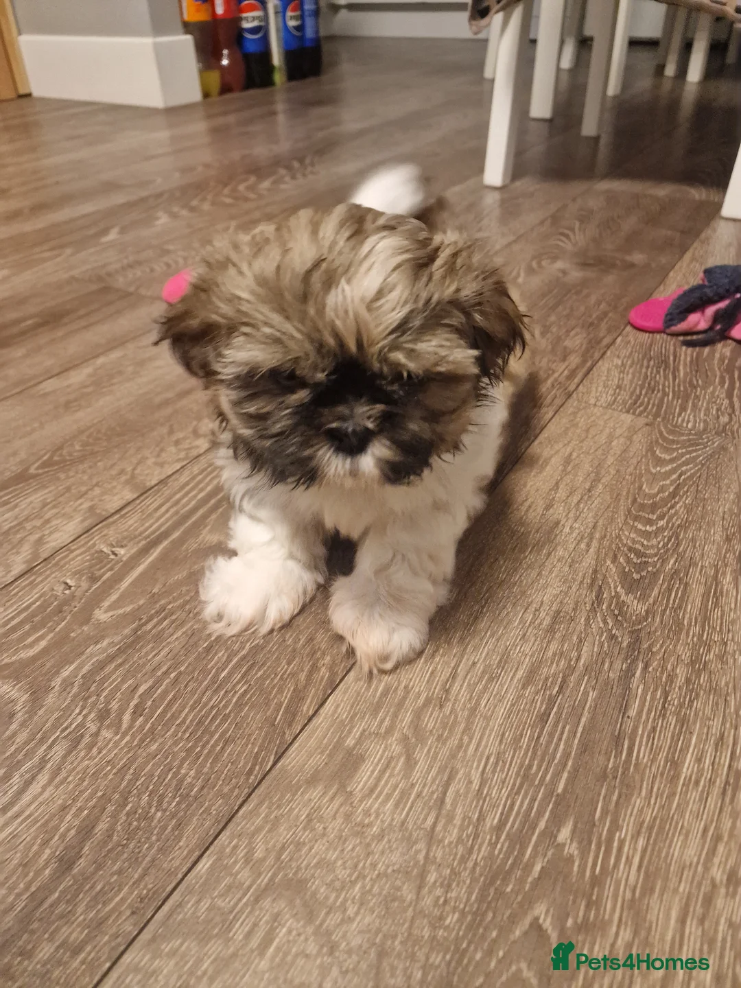 Shih Tzu dogs for sale: Shih tzu puppys  - Advert 15