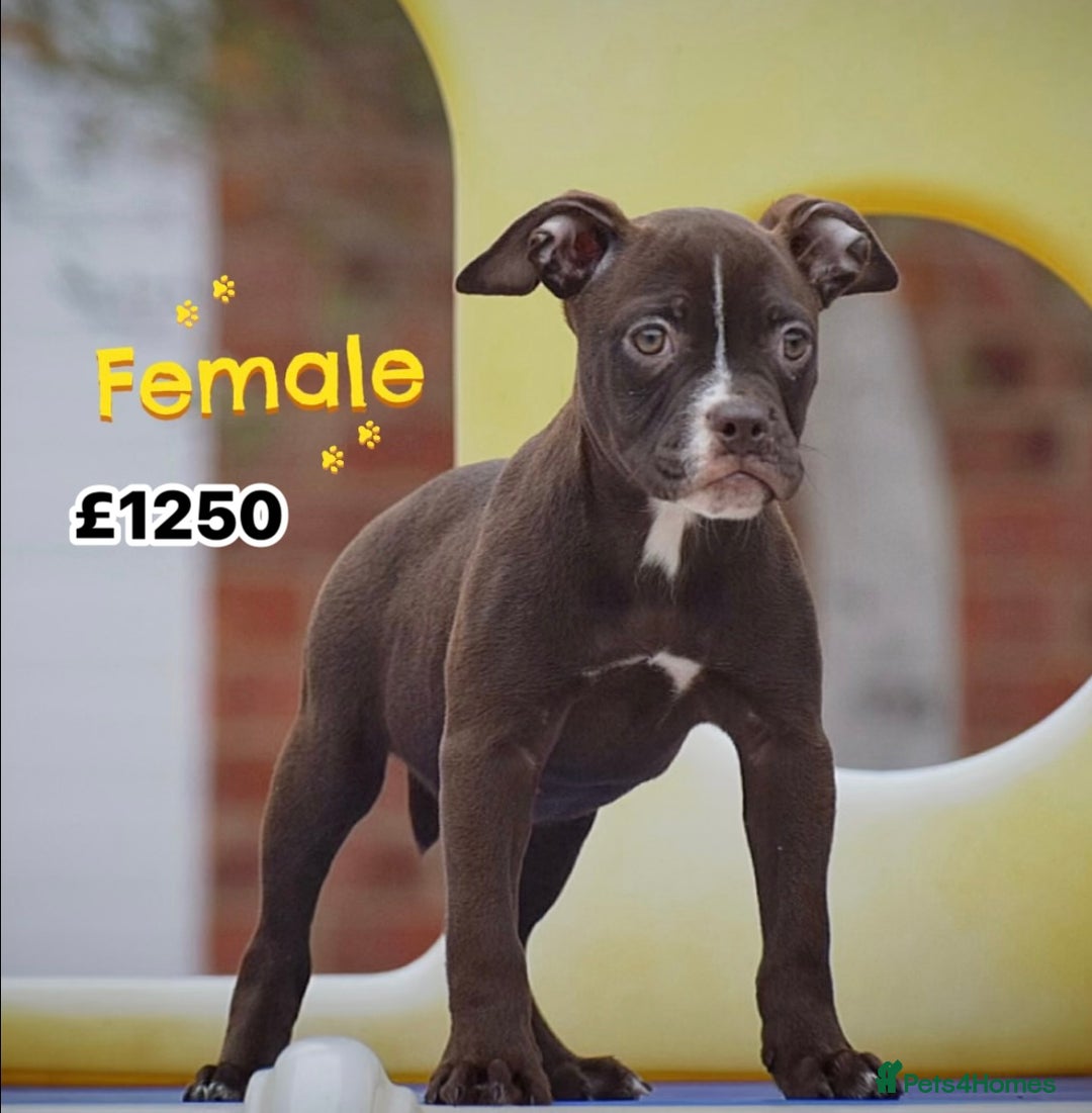 Old Tyme Bulldog dogs for sale: COUNCIL APPROVED⭐️5⭐️LICENSED.23 YEARS EXPERIENCE  - Image 8