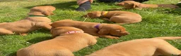 Hungarian Vizsla dogs for sale: Adorable Hungarian Vizsla Pups in Southport - Advert 4