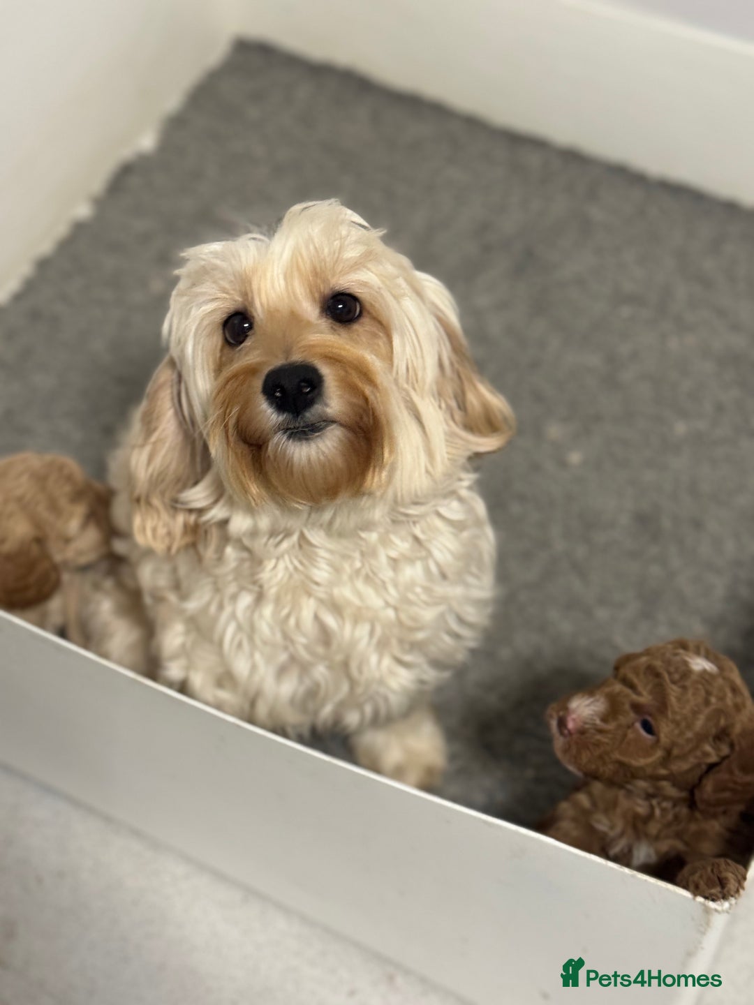 Cavapoochon dogs for sale: Stunning red boy  - Advert 2