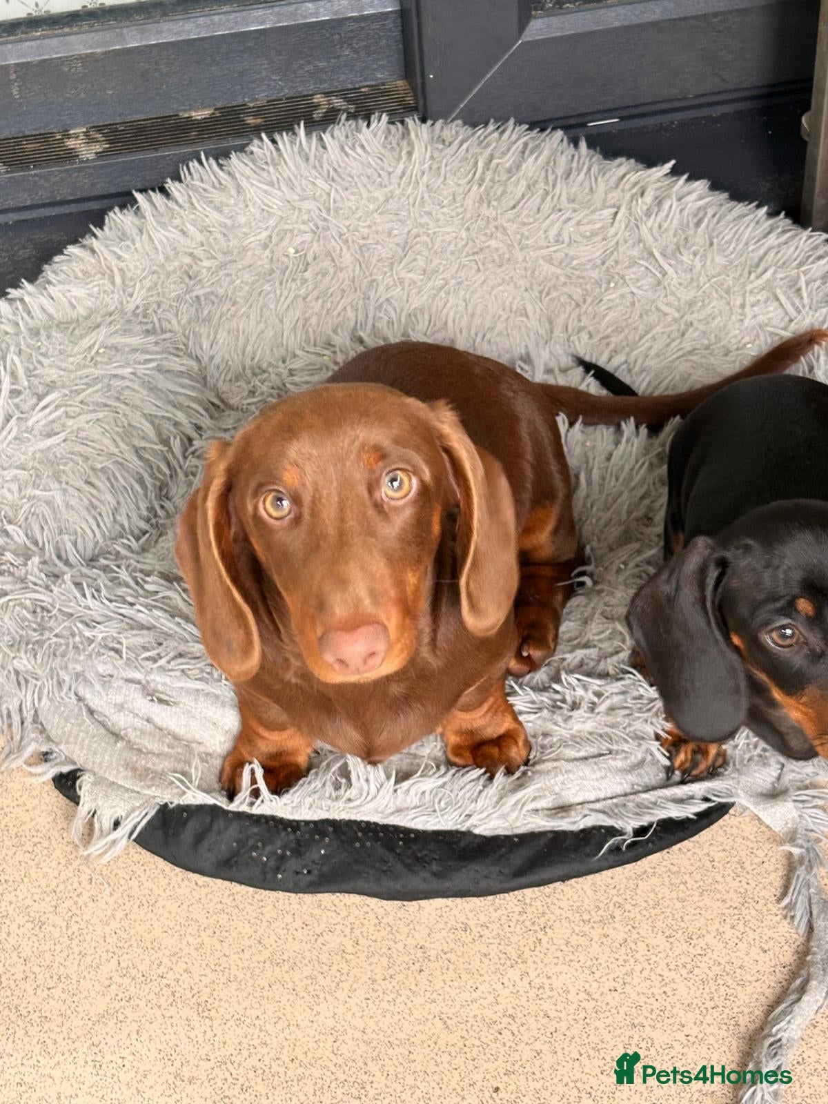 Miniature Dachshund dogs Last Puppy Male NOW Full Vaccination Dachshund - Advert 1
