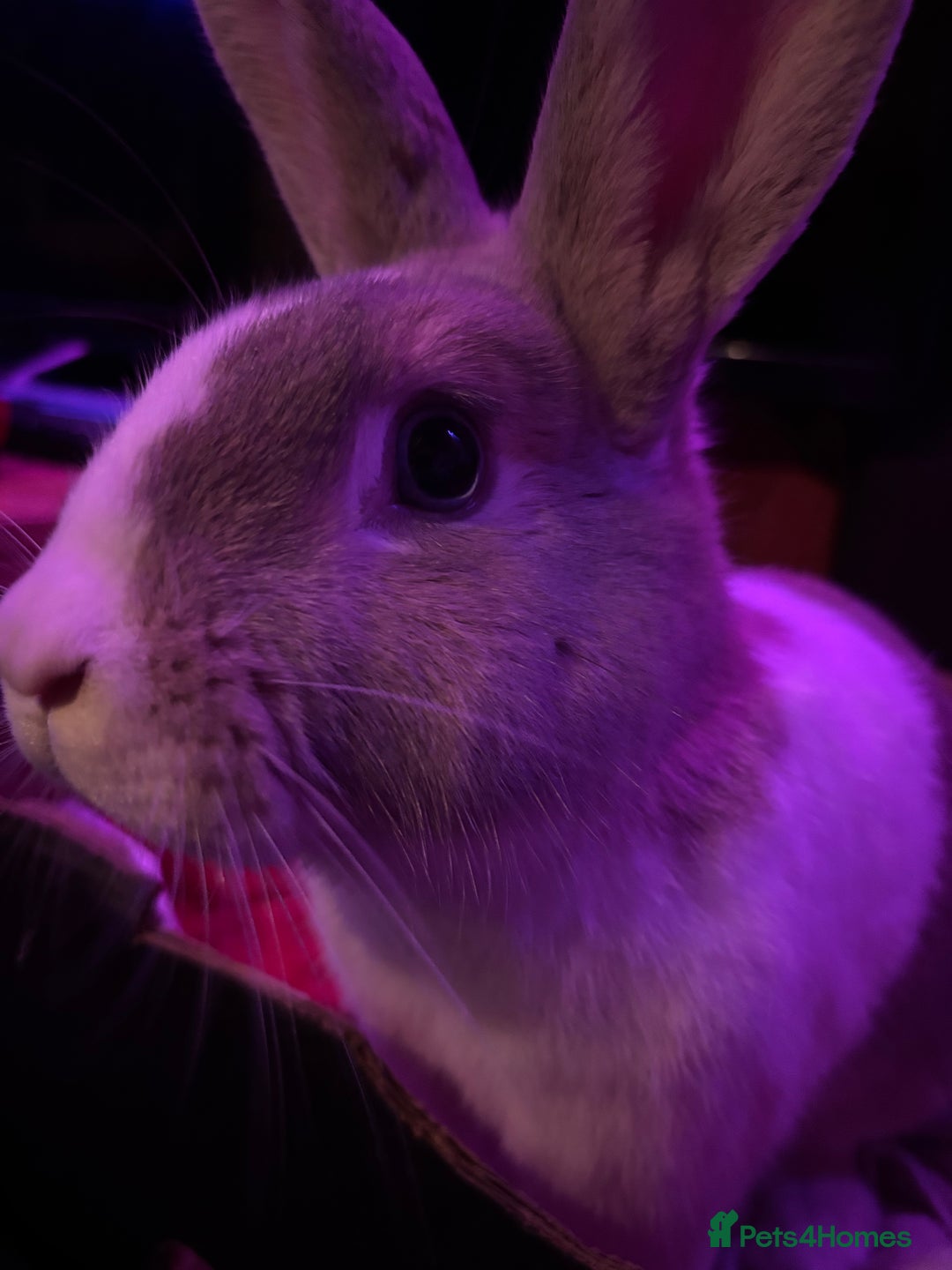 Dutch rabbits for sale: Thumper needs a new home 🌟 - Advert 2