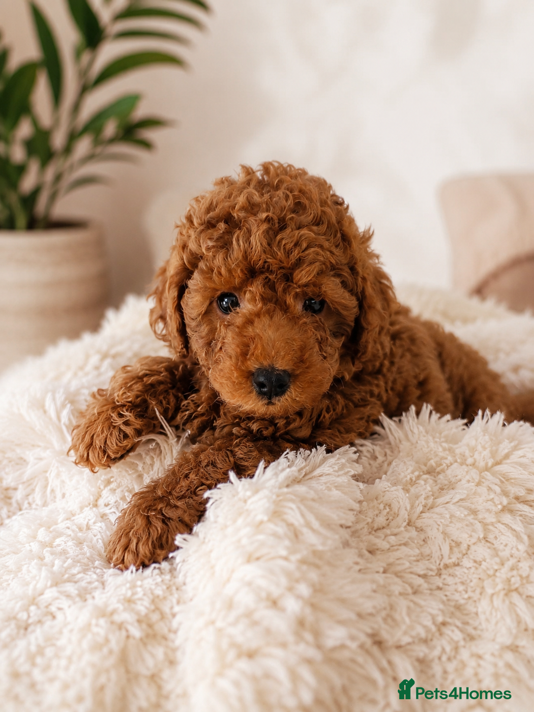 Miniature Poodle dogs Mini poodle ❤️ - Advert 14