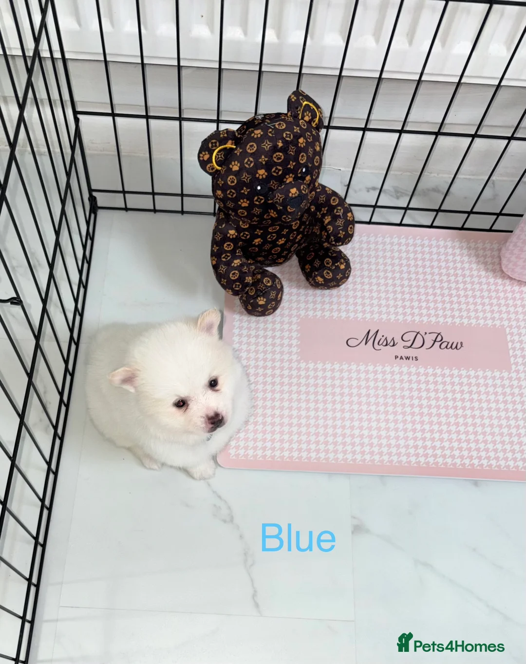 Japanese Spitz dogs for sale: Beautiful Japanese spitz puppy’s  - Advert 17