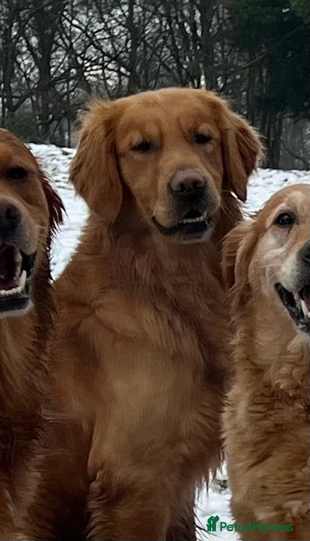 Golden Retriever dogs for stud: Kristofferson- Golden Retriever Stud in Church Stretton - Advert 2