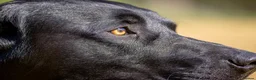 Labrador Retriever dogs for stud: Black Labrador Stud - Carries Yellow - Advert 5