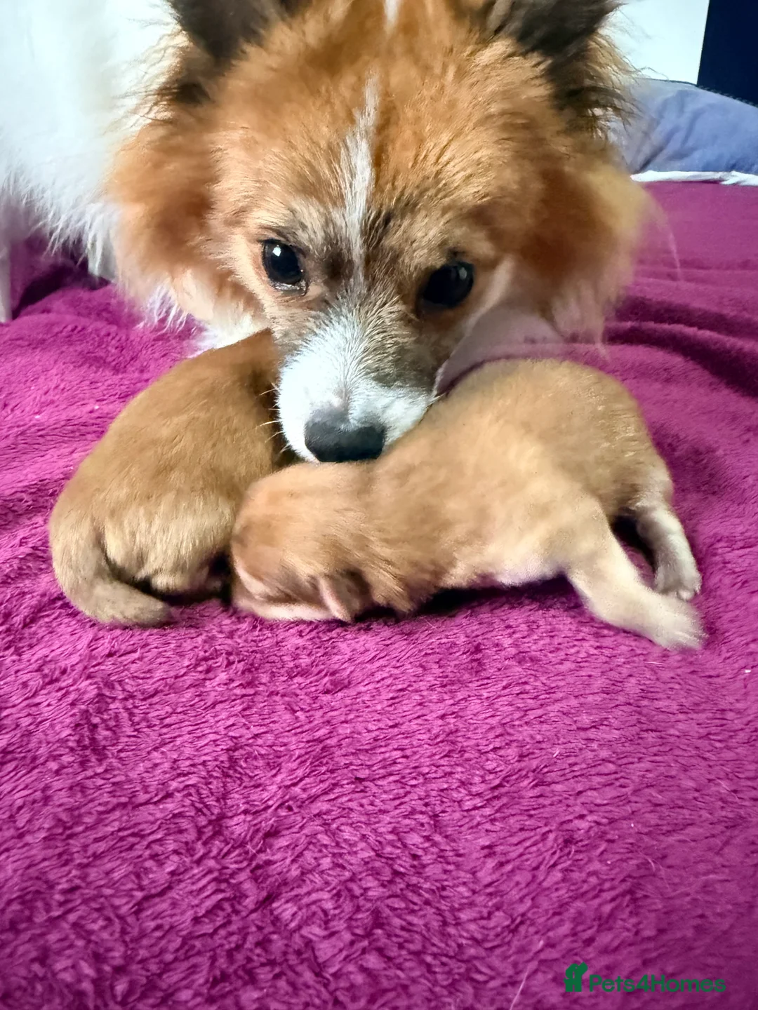 Mixed Breed dogs for sale: German spitz mix with pomchi  - Advert 22