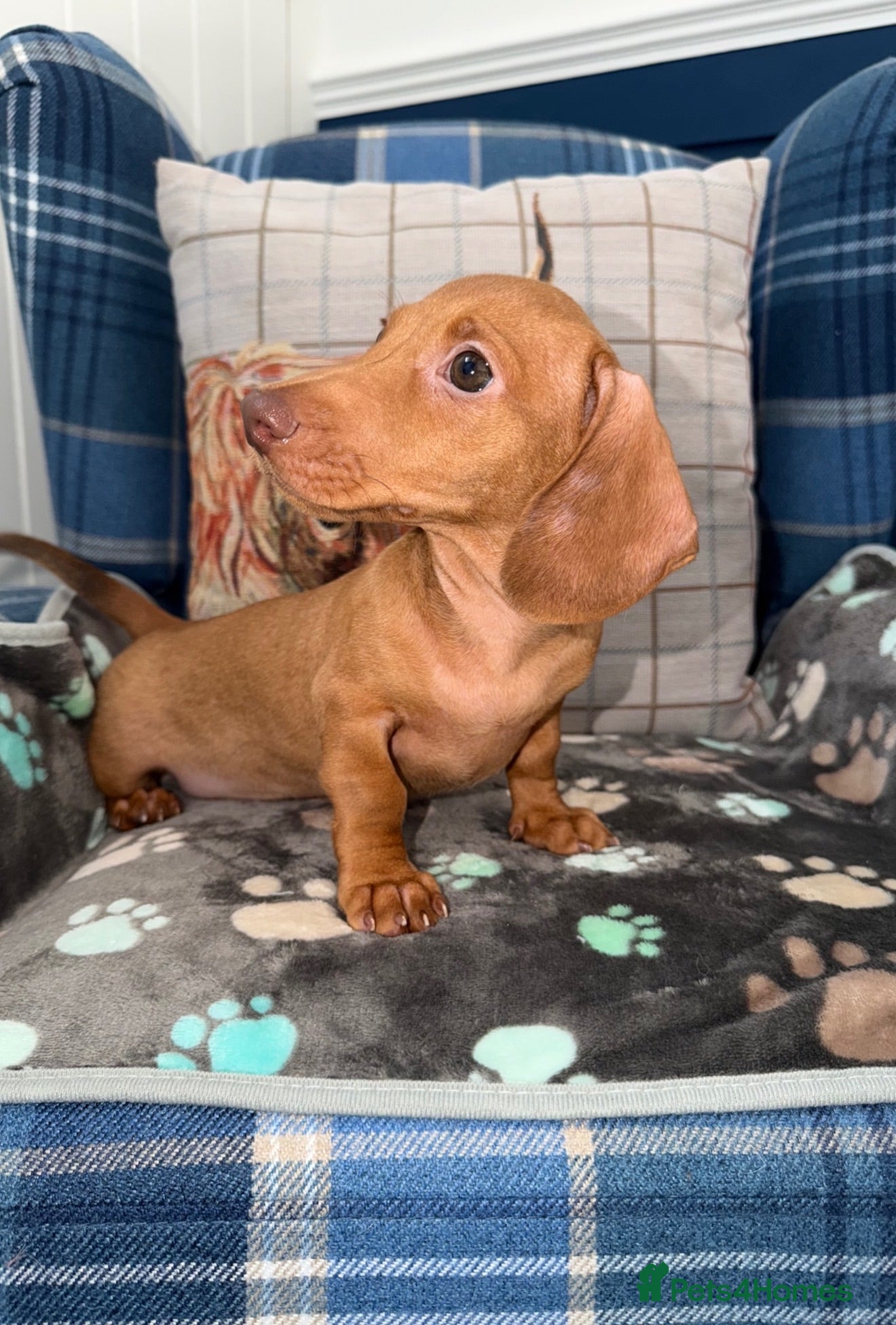 Miniature Dachshund dogs for sale: 💙💙One Chocolate Based Red Boy Left💙💙 - Advert 3