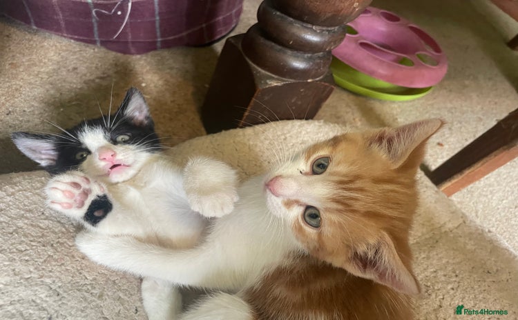 Mixed Breed cats - Advert 2