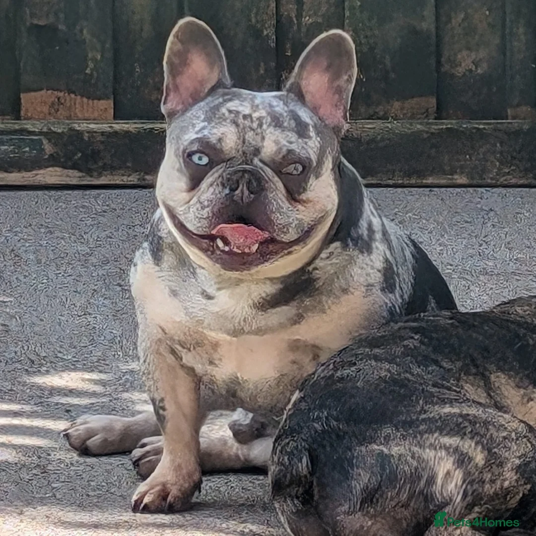 French Bulldog dogs for stud: Lilac tan merle in Sheffield - Advert 5