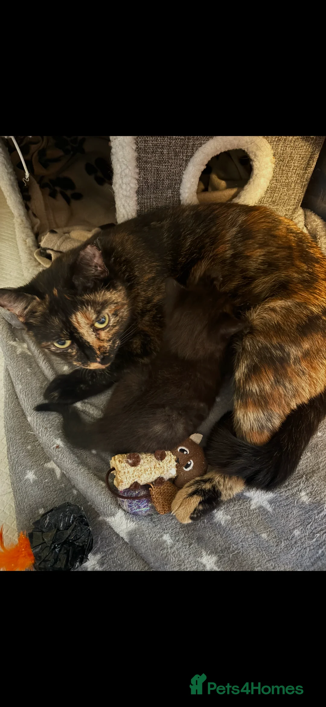 Mixed Breed cats for sale: Beautiful Torbie/Tortoiseshell kitten Age 13 weeks in Smethwick - Advert 2