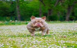 American Bully dogs for stud: ZEEK DA FREAK  - Image 2