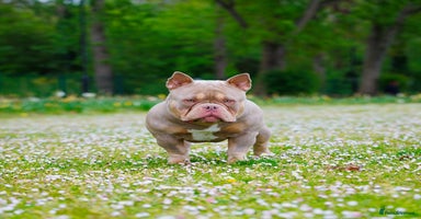 American Bully dogs - Advert 4