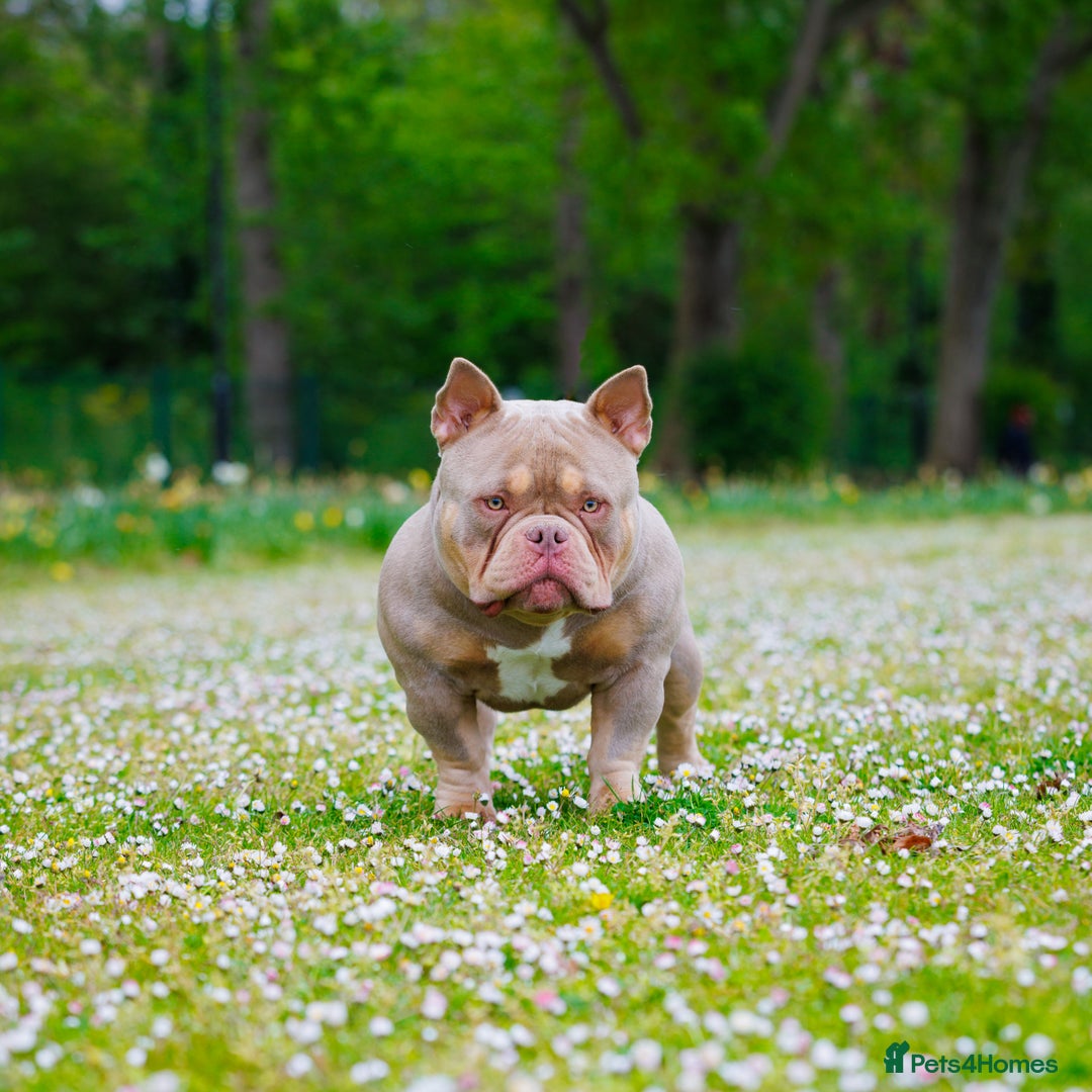 American Bully dogs for stud: ZEEK DA FREAK  - Image 2