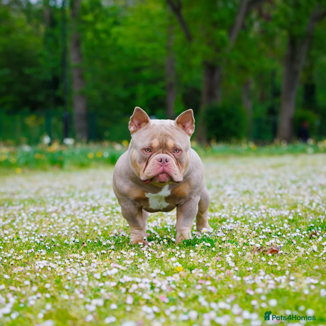 American Bully dogs for stud: ZEEK DA FREAK  - Advert 2
