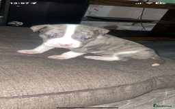 Mixed Breed dogs for sale: American bulldog cross  - Image 2