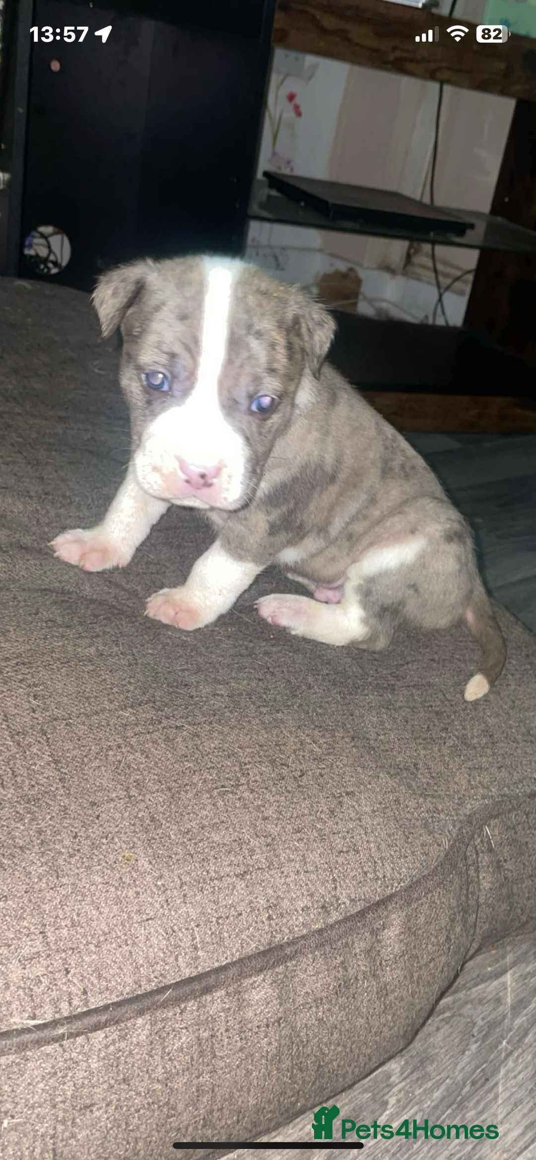 Mixed Breed dogs for sale: American bulldog cross  - Image 2