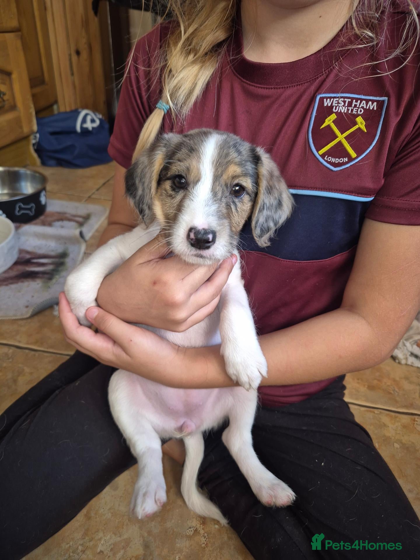 Jackshund dogs Jack Russell x dauchand call   **  - Advert 1