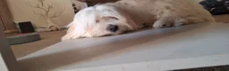 Mixed Breed dogs for sale: 6 month old Havachon in Northampton - Advert 2