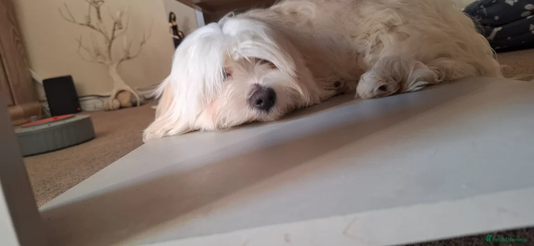 Mixed Breed dogs for sale: 6 month old Havachon in Northampton - Advert 2