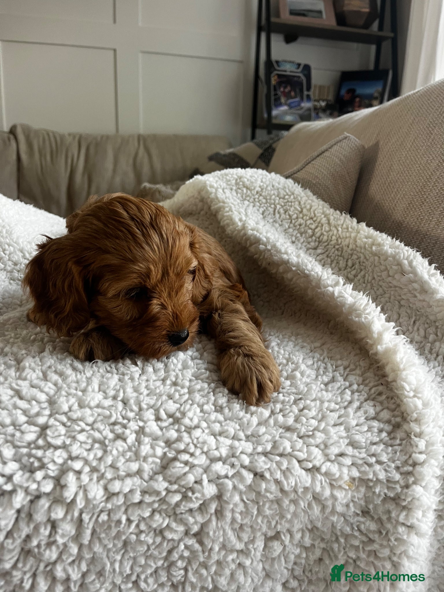 Cockapoo dogs Miniature f1b Cockapoo DNA clear 🐶  - Advert 2