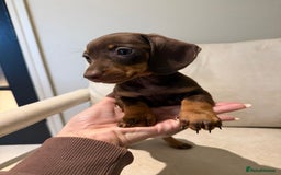 Miniature Dachshund dogs for sale: Beautiful choc and tan dachshund  - Image 1