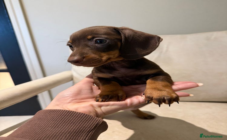 Miniature Dachshund dogs - Advert 13